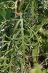 Field thistle